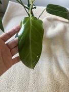 Philodendron filodendron Bernardoprazii