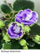 Fiołek afrykański Buckeye Seductress 
