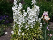 Campanula Latiloba Alba dzwonek biały 100 nasion