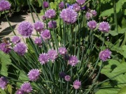 Czosnek szczypiorek Allium schoenoprasum miododajna 200 nasion 06/2026