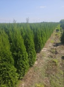 TUJA SZMARAGD 170-180cm