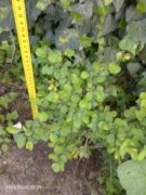 Berberys thunberga sadzonka 