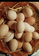 Jajka Wiejskie Wolny Wybieg  NATURALNE