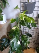 Epipremnum pinnatum variegata 