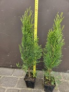Sadzonki thuja szmaragd 35-50m