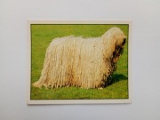 Naklejki do albumu PANINI Panda - NASI ULUBIEŃCY Pets # 124 niezwykły pies