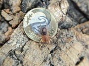 Cyriocosmus perezmilesi L2/L3 ptasznik