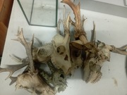 czaszki z parostkami 8szt