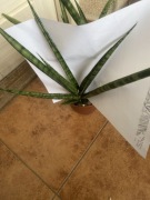 Sansewieria Sansevieria ,,Pineapple’’ odnoga