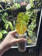 philodendron splendid | nie monstera