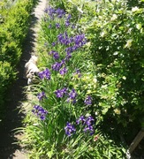 Kosaciec Irys syberyjski