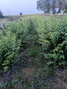 Żylistek szorstki pride of Rochester 