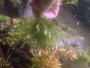 Piękna Rotala green 