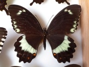 Papilio woodfordi ssp. mome F rzadkość !