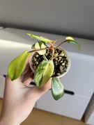 Philodendron Florida Beauty