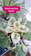 Sadzonka saintpaulia watermelon snow kolekcjonerski fiołek afrykański