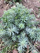 Lnica purpurowa - miododajna (5szt)