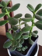 Sztuczne drzewko szczęścia grubosz 20 cm