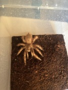 Ptasznik Nhandu tripepii L10