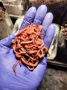 660 sztuk Dżdżownica Eisenia Fetida Dendrobena 