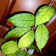 Hoja, Hoya ~ MEREDITHII AFF MEREDITHII  IPPS 3575 ~ 55 cm szczepka 