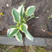 Funkia hosta zestaw 3 sadzonek wysylka gratis