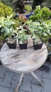 Grubosz Crassula Return of Beauty EDGE odmiana Koreańska 