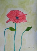 Obraz - Czerwone maki