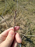 Asimina pawpaw banan Prolific zrazy