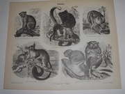 Zwierzęta  oryginalna XIX w. grafika do aranżacji wnętrza