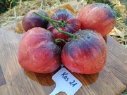 KAS 21 nasiona Pomidor Kolekcjonerski