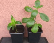 Rośliny Złoty wąs Callisia Fragrans Żyworódka Pierzasta Kalanchoe Pinnata