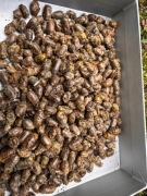 Murarka ogrodowa kokony 100 szt.