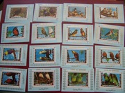 Umm Al QiwainMNH Fauna Ptaki