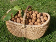 Orzechy włoskie w skorupie 1 kg zbiór z 2025 r.