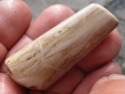 SKAMIENIAŁY BELEMNIT Megatheuthis RZADKOŚĆ Unikalny stan JURA CZ-WA