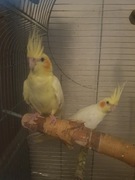 Sprzedam papugi wraz z klatką 