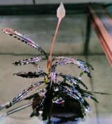 Bucephalandra Belindae Rarytas