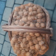 Orzechy włoskie w łupinie zbiór 2025 r / 10 zł za kg