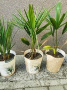 Trachycarpus fortunei szorstkowiec fortunego palma mrozoodporna 