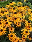 Rudbekia błyskotliwa Goldsturm