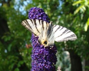 Budleja x2 kwiat motyli + świetny gratis!