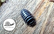 Armadillidium maculatum Zebra kulanki isopody