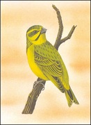 Wyspy Św Tomasza i Książęce - Ptaki, (zestaw 586)