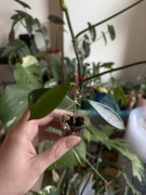 hoya stoneana | sadzonka rosnąca