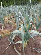 Por eko bez nawozów i chemii 