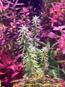 Tonina Tocantins – Sadzonka ok. 10 cm, hodowla podwodna