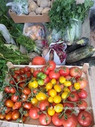 Ogórki gruntowe prosto z krzaczka  5KG  Smart <chwilowo brak>