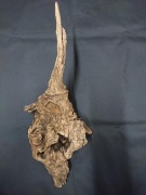 Korzeń naturalny, ozdobny, do akwarium, terrarium, Nr 1