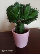 Euphorbia lactea 'Cristata'